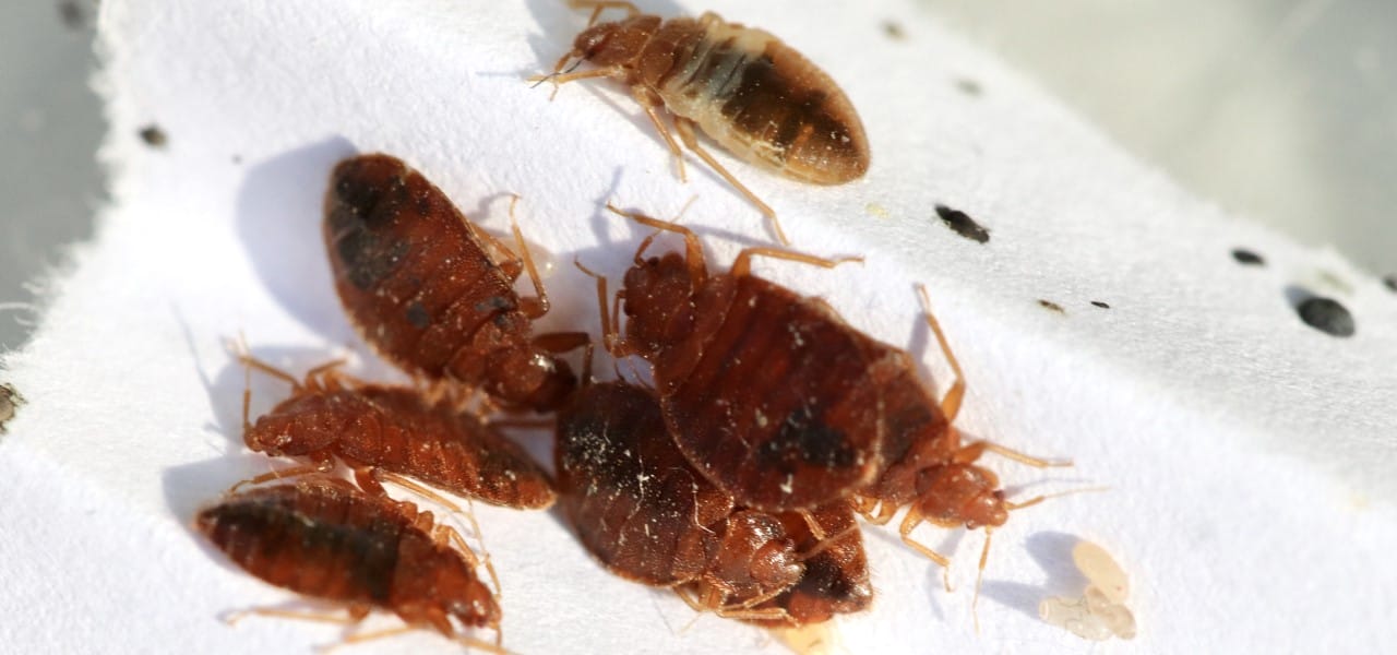 Expert Bed Bug Solutions For Jackson TN